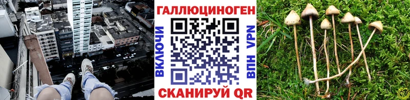 Купить  Талица  Галлюциногенные грибы GOLDEN TEACHER 